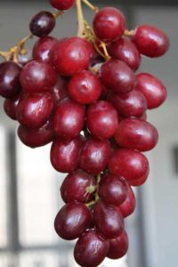 uvas de mesa variedad Crisom sin semillas