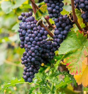 uvas para vino variedad Pinot Noir