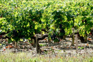 viñedos de uvas Cabernet Sauvignon en Chateau_Margaux