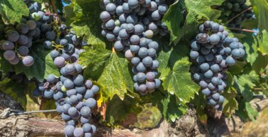 Racimo de uvas en proceso de maduración