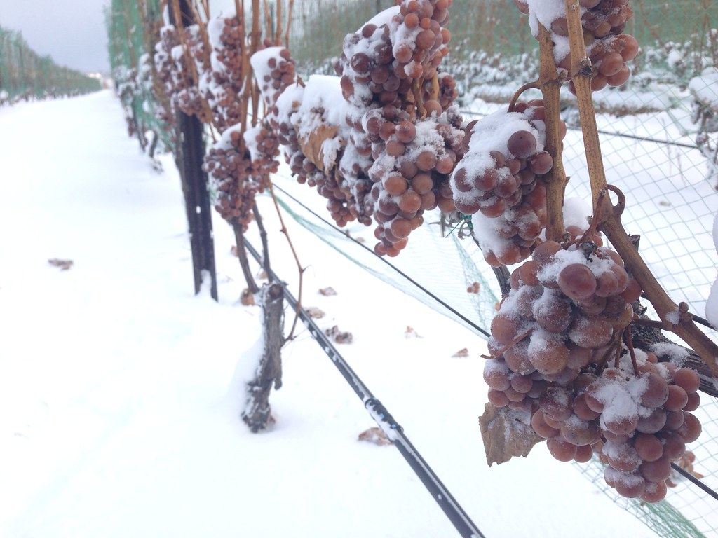 uvas para ice wine listas para la recoleccion