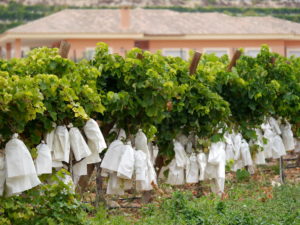 Uva de mesa embolsada de Vinapolo.