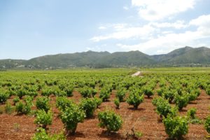 fundamentos básicos del vino