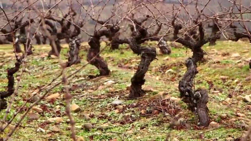 cepas de viñas viejas