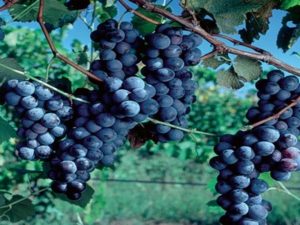 uvas-concord de Finger-Lakes-la-region-vinicola-de-clima-frio