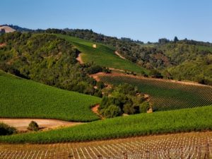 Vinedos-de-Napa-Valley-Sonoma-California