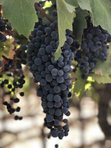 Racimo de uvas Cabernet sauvignon