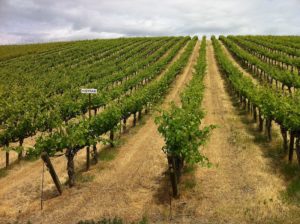 plantacion de uva Syrah en Red Willow