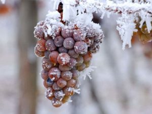 uvas para vino de hielo